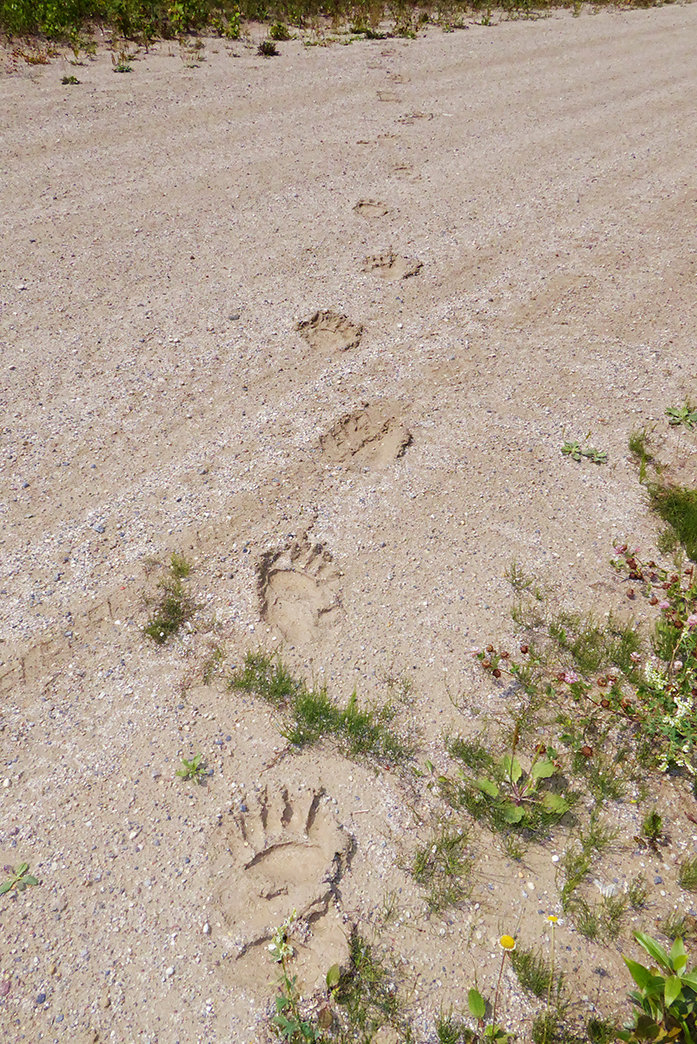 Bear Prints_web