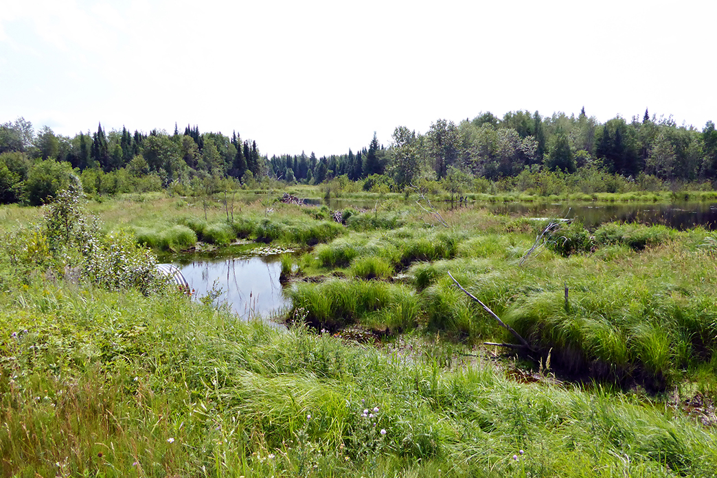 Lumberjack Wetlands_web